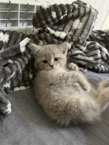 alisanın pişiyinin adı: Şinşilla, Dişi