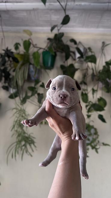 pitbull germany: Американский булли, 1 месяц, Самец, С прививкой, С родословной — 1