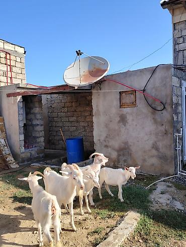 Keçilər, çəpişlər: Dişi, Zanen, il: 1, 60 kq, Damazlıq, Südlük, Pulsuz çatdırılma — 3