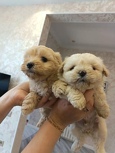 İtlər: Pudel, 2 ay, Erkek — 8