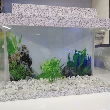 Balıqlar: Akvarium baliglarinin satiwi 🐬Ağ şəffav danio ve glofishler 0.40azn 🦈 — 14