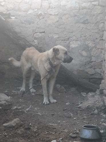www.toyuq ve cuce yem qablari: Kanqal, 1 il, Erkək, Peyvəndli, Ünvandan götürmə — 3