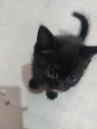 Животные: Котята от домашней кошки, окрасы: чёрный и тигровый. На фото — мама — 7