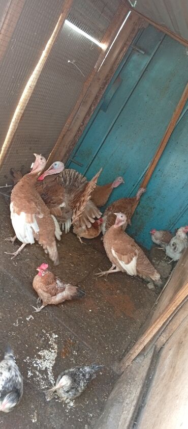 продажа птиц в баку: Salam 4disi 1erkəy təmiz cinsi qarışığı yoxdu yumurtaları satılır