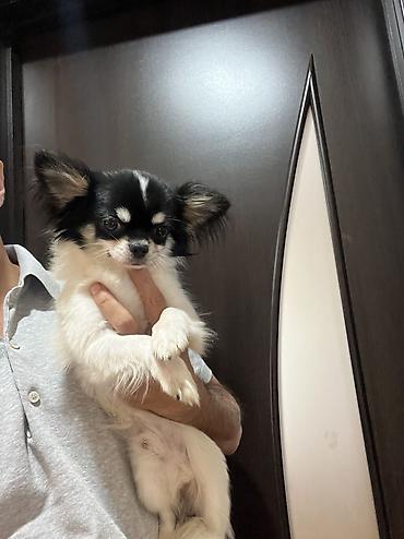 kaski itleri: Çixuahua, 9 ay, Erkək, Peyvəndli, Ödənişli çatdırılma — 7