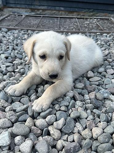 Продажа собак: 1 месяц, Самец — 18