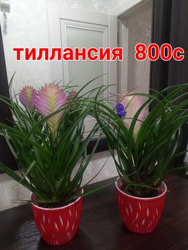 комнатные цветы токмок: Продаю.домашние цветы. разные, здоровые, красивые. декабрист цветет