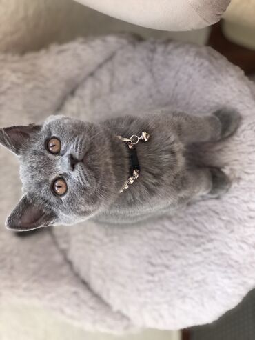 Pişiklər: Şotland, Dişi, Erkək, Ünvandan götürmə — 32