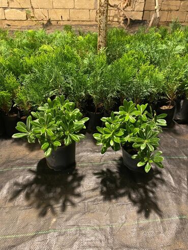 Ağaclar: Dekorativ çöl bitkilərinin satışı və Sifarişlə yetişdirilməsi.Satış -da lalafo.az — 26 Ağaclar: Dekorativ çöl bitkilərinin satışı və Sifarişlə yetişdirilməsi.Satış — 26