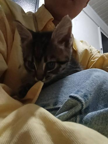 Отдам даром кошку: Кошка даром: Беспородная, 1 месяц, Девочка, Приучена к лотку — 5