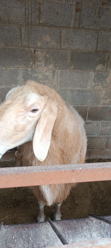 Бараны, овцы: Продаю | Баран (самец) | Для разведения | Осеменитель — 3