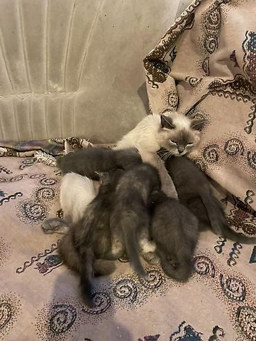 сиямские кошки: Отдам котят в добрые руки!!! Порода Сиамская — 2