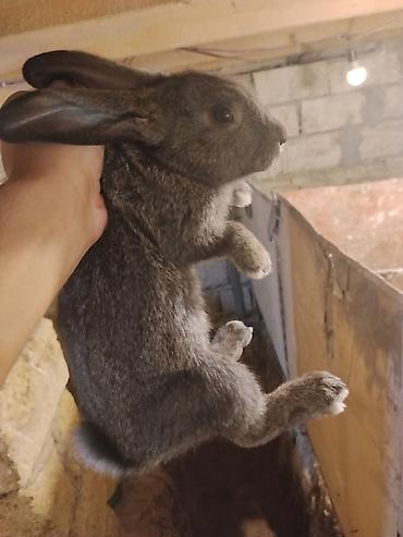 Dovşanlar: 🐇 Velikan və Kaliforniya Dovşanları Satılır Təmiz qan xəttindən olan — 14