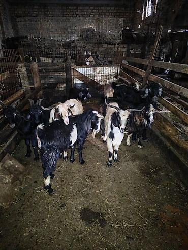 qaz balalari satisi: Kök bordaq çəpişləri. Diri çəki 24-38 arasındadır. Kəsib ünvanınıza — 3