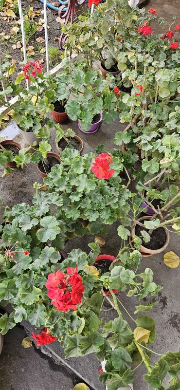 мебель бишкек столы и стулья фото цены: Продаю цветы Герань. Цена от 50сом до 200сом