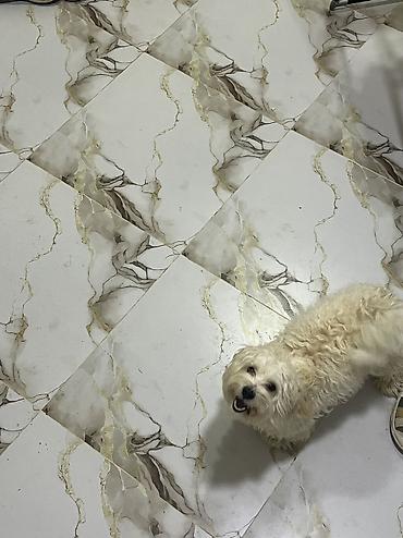 İtlər: Malta bolonka, 9 ay — 8