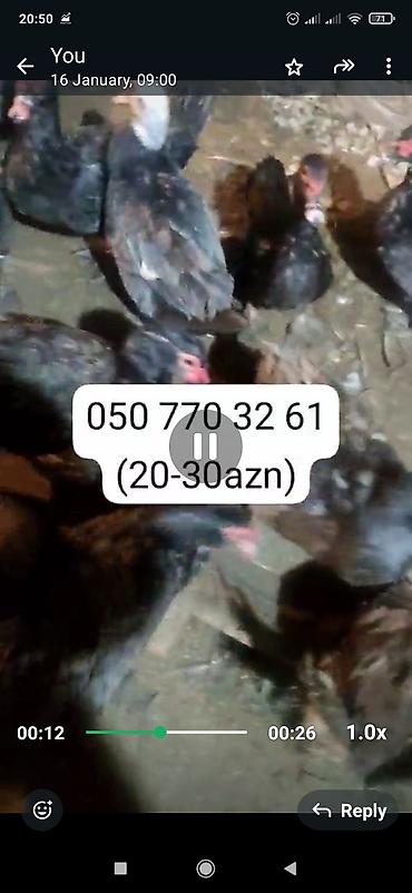 Ördəklər: - Növ: Lal ördək, amerikan sortu (Muscovy ducks). - Rənglər: tünd, ağ — 7