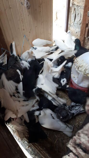 Göyərçinlər: Məhsul: Ev göyərçinləri (bir neçə rəngdə və növdə) Təsvir: - — 7