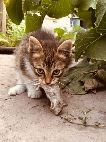 форель живая: Кошка даром: Беспородная, 2 месяца, Девочка, Приучена к лотку