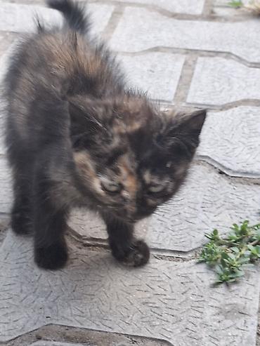 черепаха: Котята, пушистые, домашнего типа. На фото — два маленьких котёнка: - — 3
