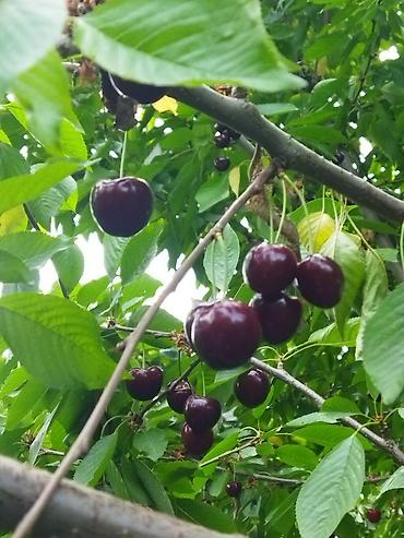 Фрукты и ягоды: Саженцы черешни - Питомник. Ряды молодых саженцев черешни открытого — 9