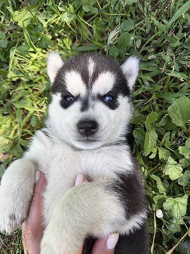 Продажа собак: Хаски, 1 месяц, Самка, С прививкой, С родословной — 5