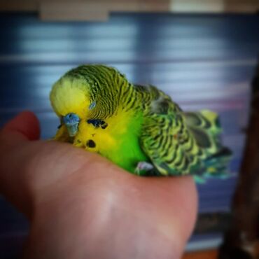 Птицы: Продаю 2 волнистых попугайчика (на фото глаза зеленого просто