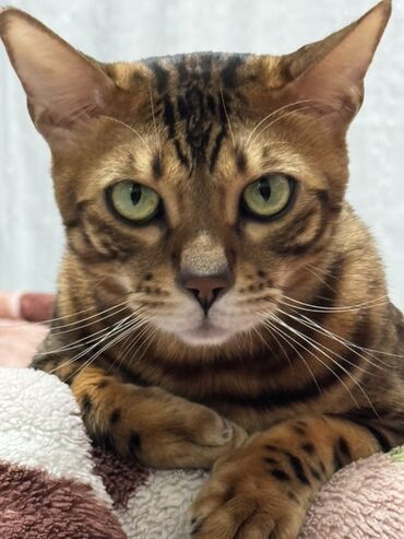 вислоухий сиамский кот: Бенгальская