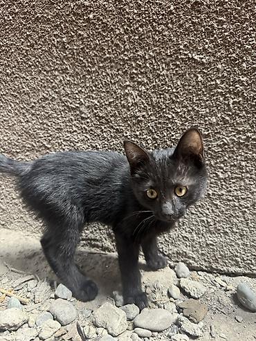 black cat: 🐾 Ищу дом для трёх маленьких пушистиков ❤️ У нас дома появились три — 4