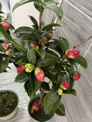 садовая мебель ротанг: Көчөттөр гүлдүн