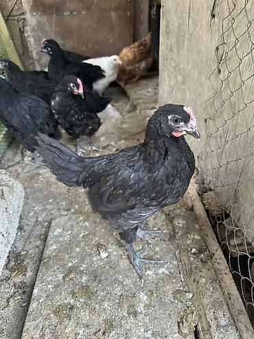 Toyuqlar: Toyuq, Australorp, Damazlıq — 1