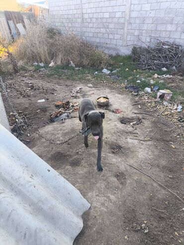 собака для вязки: Питбуль, 11 месяцев, Самец, С родословной