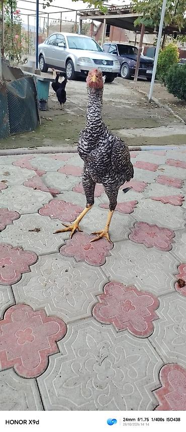 tutuquşu show jumbo: Pleymut bece satılır 6 ayına keçib hundur vıdlı becedı tam saglamdı — 3