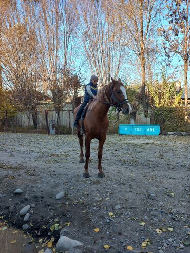 Лошади, кони: Продаю | Жеребец | Дончак | Для разведения — 8