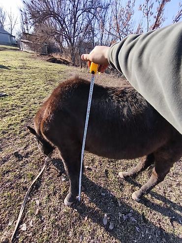 Лошади, кони: Продаю | Кобыла (самка) — 14