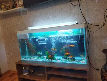 akvarium altlığı: Dördbucaq akvarium, 80 l, Pulsuz çatdırılma