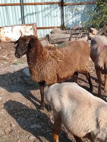 продажа кукурузы в початках: Сатам | Ургаачы кой (ургаачы) | Көбөйтүү үчүн