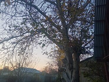 Həyət evi alıram: 128 kv. m, 8 otaq, Qaz, İşıq, Su — 12