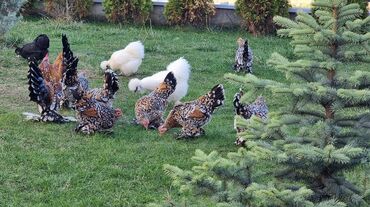 Куры, петухи: Продаю | Куры, Петух — 10