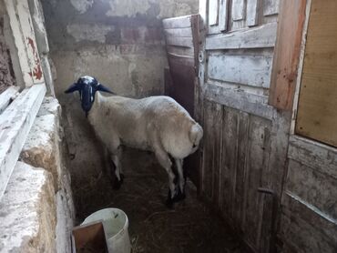 Akvariumlar: Erkək, Qala, il: 1, 52 kq, Damazlıq, Ətlik