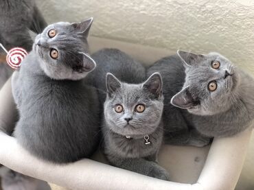 Pişiklər: Şotland, Dişi, Erkək, Ünvandan götürmə — 22