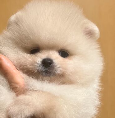 enzo шампунь отзывы: Şpitz, 2 ay, Dişi