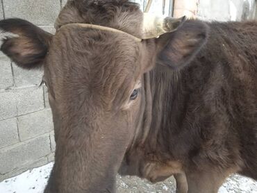 Коровы, быки: Продаю карову отилилася как 3 дня
