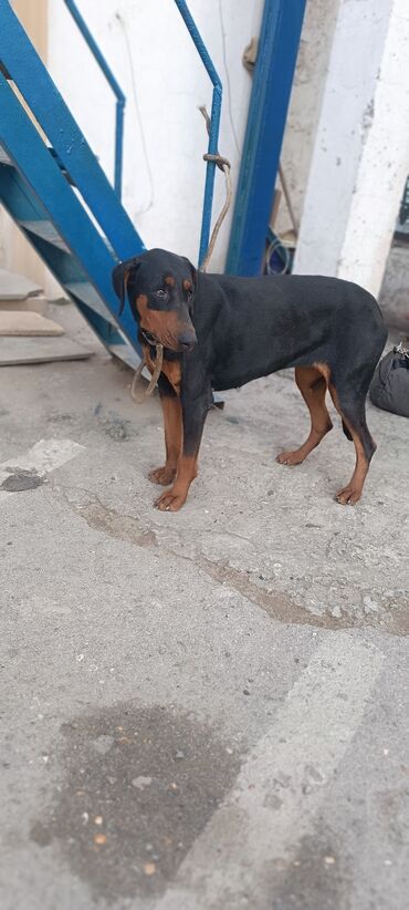 it satisi ucuz: Doberman, 2 il, Dişi, Cütləşmə üçün, Ünvandan götürmə