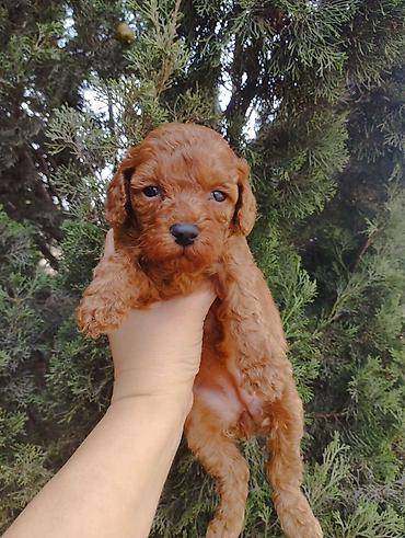 pudel mini: Pudel, 2 ay — 7