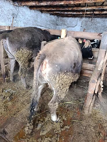 Коровы, быки: Продаю | Корова (самка), Тёлка | Полукровка | На забой | Привязанные — 6