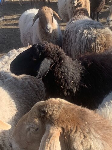 рамановский бараны: Продаю | Овца (самка), Баран (самец) | Полукровка, Арашан