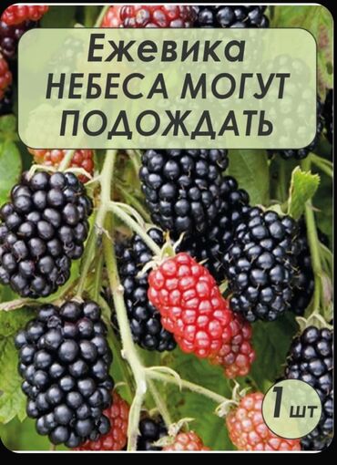 семена арбуз: Рассада : Малина, Ежевика, Ежемалина, Самовывоз, Бесплатная доставка, Платная доставка