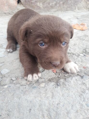 Toyuqlar: Məhsul: Zvanok balaları - Sevimli zvanok balaları şəkillərdədir -da lalafo.az — 11 Toyuqlar: Məhsul: Zvanok balaları - Sevimli zvanok balaları şəkillərdədir — 11