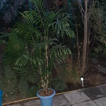 Садовые цветы и кустарники: Саженцы цветка: Пионы, Самовывоз at lalafo.kg — 27 Садовые цветы и кустарники: Саженцы цветка: Пионы, Самовывоз — 27